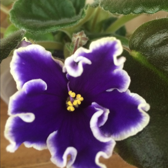 Meet Your Posher, Keeley - Picture 7 of 8